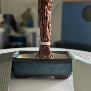 Mame Pine