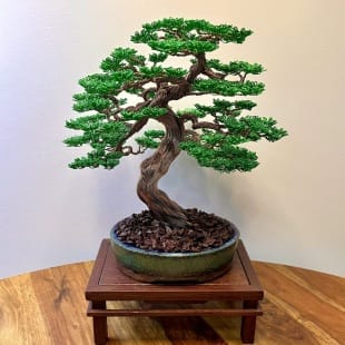 Maple III.