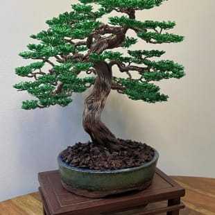 Maple III.