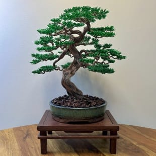 Maple III.