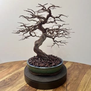 Maple III.
