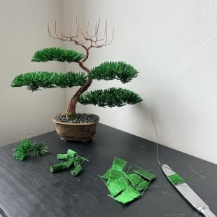 Pine Shohin I.