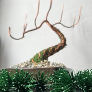 Pine Shohin III.