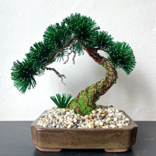 Pine Shohin III.