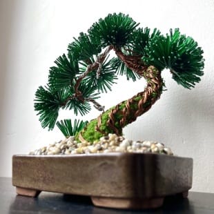 Pine Shohin III.