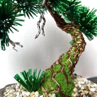 Pine Shohin III.