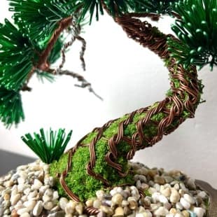 Pine Shohin III.