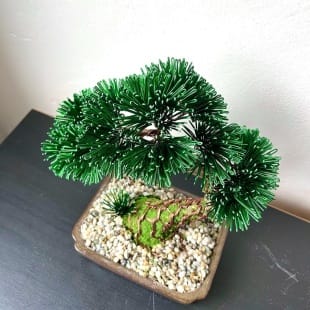 Pine Shohin III.