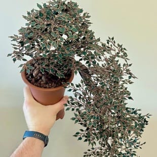 Pistachio Cascade