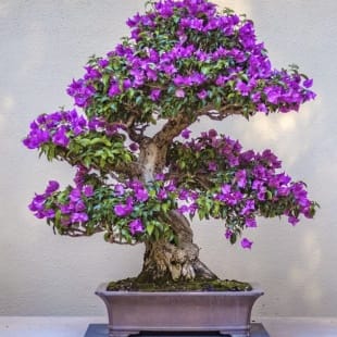 Shohin Purple Azalea