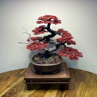 Red Maple II.