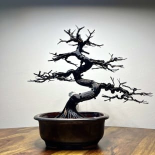 Red Maple II.