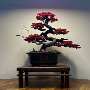 Red Maple II.