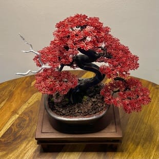 Red Maple II.