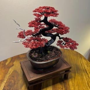 Red Maple II.