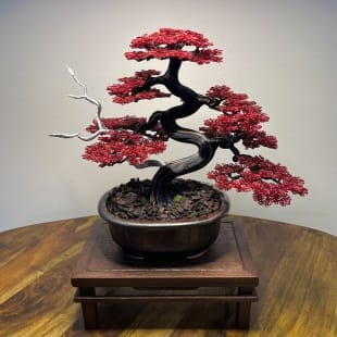 Red Maple II.
