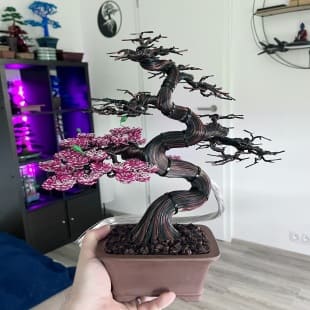 Sakura (custom)