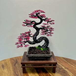 Sakura II.