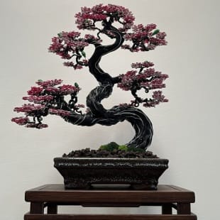 Sakura II.