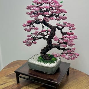 Sakura III.