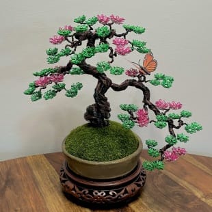 Sakura Semi-cascade