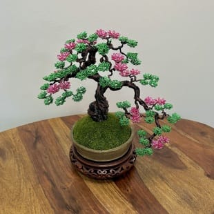 Sakura Semi-cascade