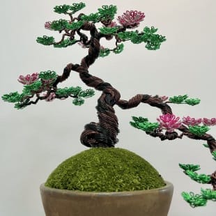 Sakura Semi-cascade