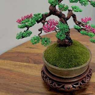 Sakura Semi-cascade