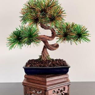 Shohin-Bark-II_16