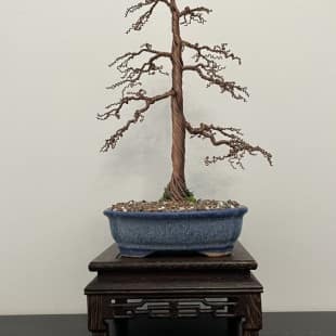 Shohin Gravel-alu Larch I.