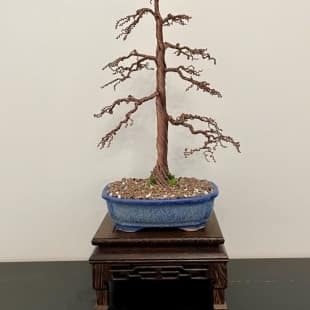 Shohin Gravel-alu Larch I.