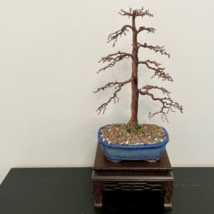 Shohin Gravel-alu Larch I.