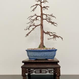 Shohin Gravel-alu Larch I.