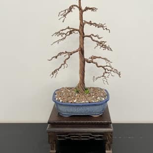 Shohin Gravel-alu Larch I.