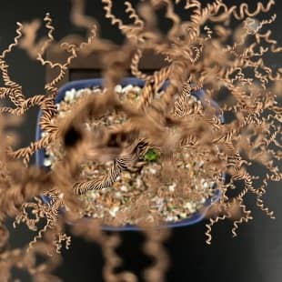 Shohin Gravel-alu Larch II.