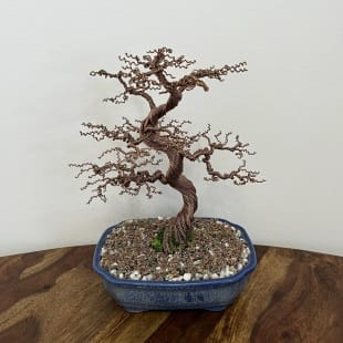 Shohin Gravel-alu Larch II.
