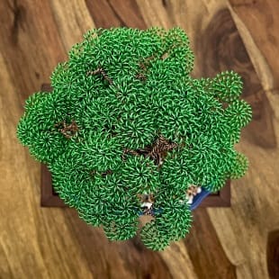 Shohin Gravel-alu Larch II.