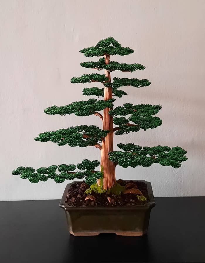 Cedar