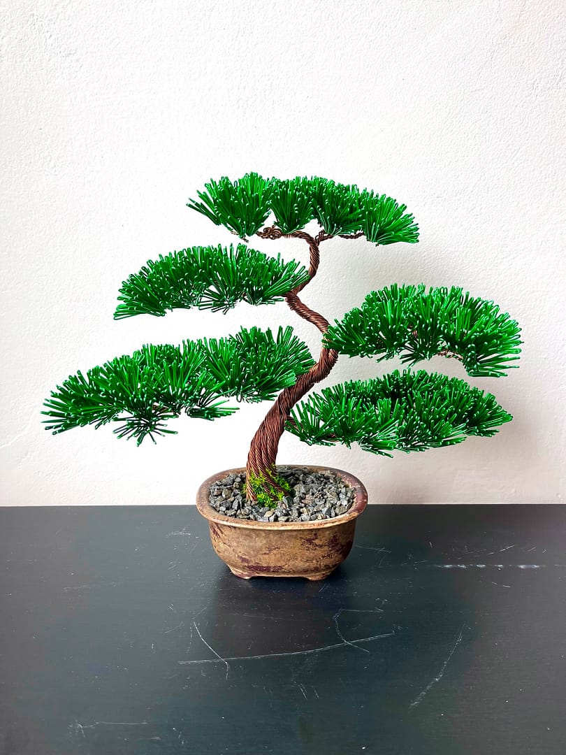 Pine Shohin I.