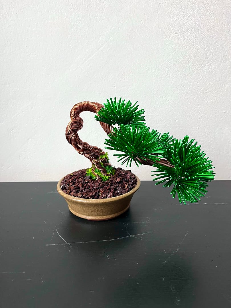 Pine Shohin II.