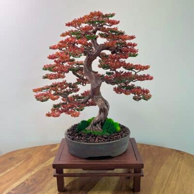 Fire Maple