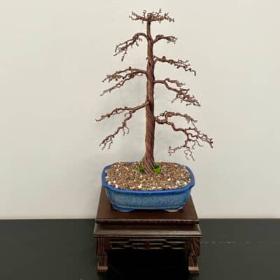 Shohin Gravel-alu Larch I.