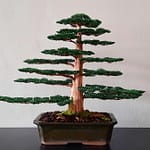 CEDAR