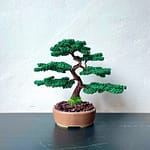 JUNIPER SHOHIN I.