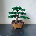 JUNIPER SHOHIN II.