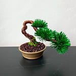 PINE SHOHIN II.