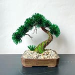 PINE SHOHIN III.