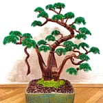 SHAKA PINE