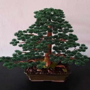 Cedar
