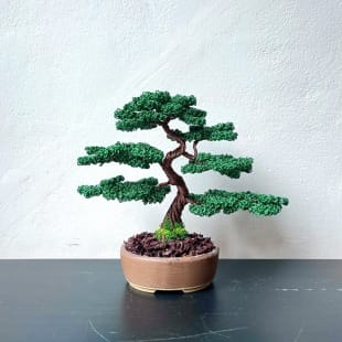 Juniper Shohin I.